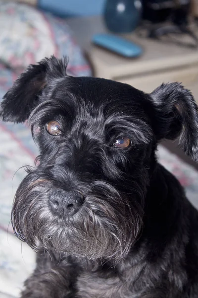 Zwarte hond rust op het bed — Stockfoto