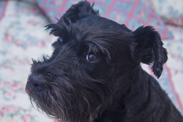 Zwarte hond rust op het bed — Stockfoto