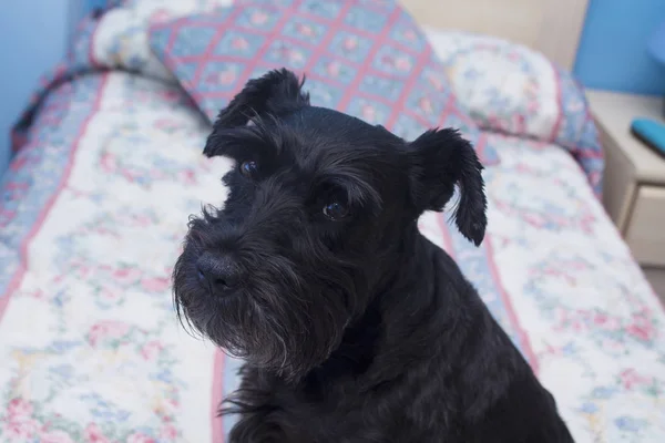 Черная собака отдыхает на кровати — стоковое фото
