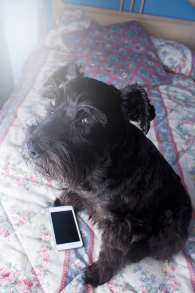 Black dog with mobile phone on the bed