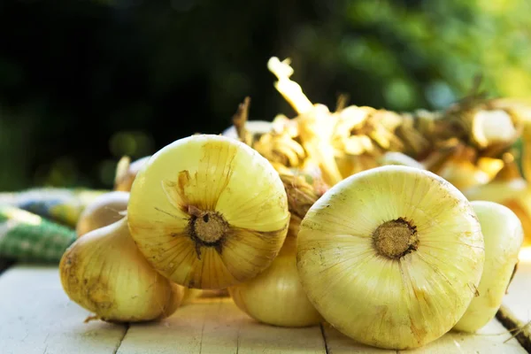 Bunch of onions on wood — Stock Photo, Image