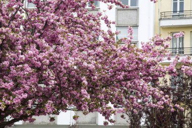 Park kiraz çiçeği