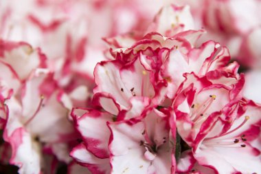 Sarı arka plan üzerinde beyaz ve pembe azaleas