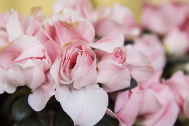 Sarı arka plan üzerinde beyaz ve pembe azaleas