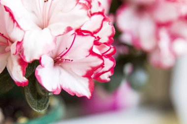 Sarı arka plan üzerinde beyaz ve pembe azaleas