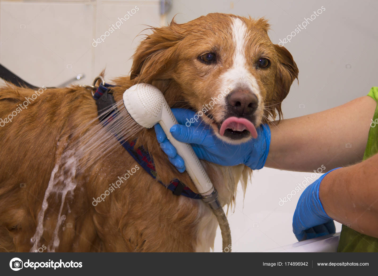 the doggie barber shop