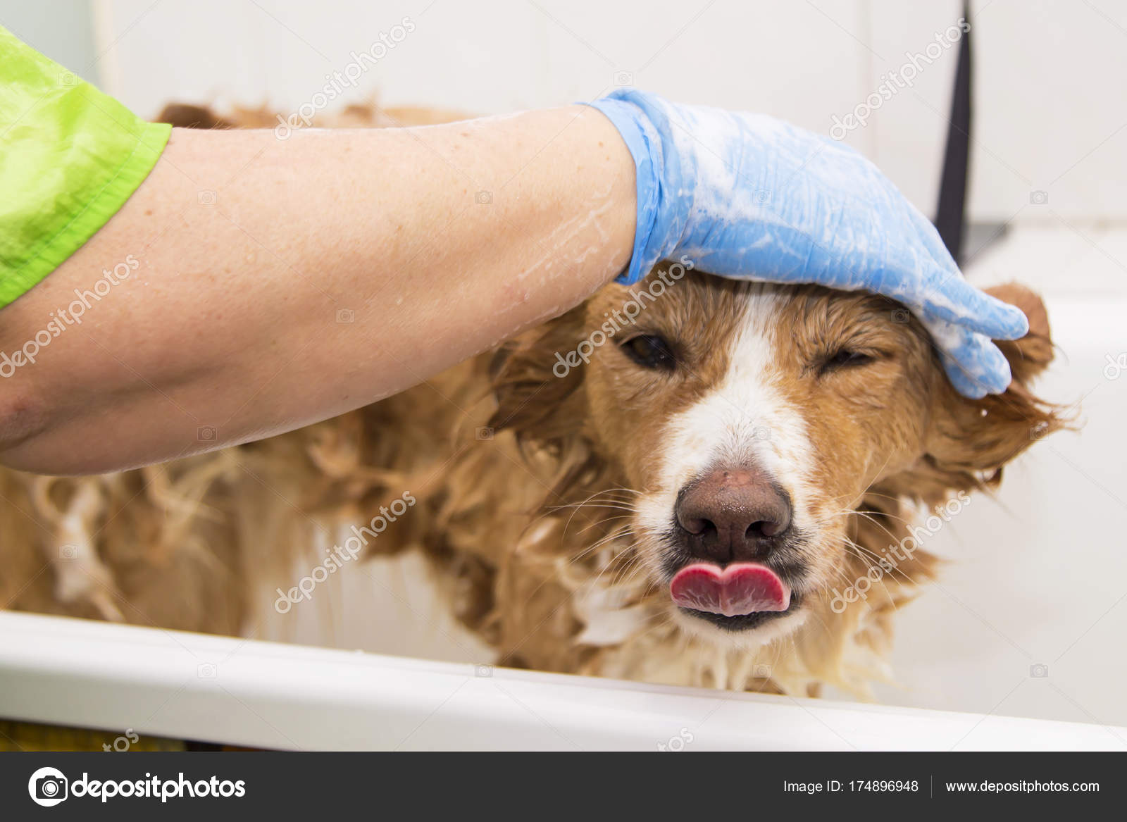 the doggie barber shop