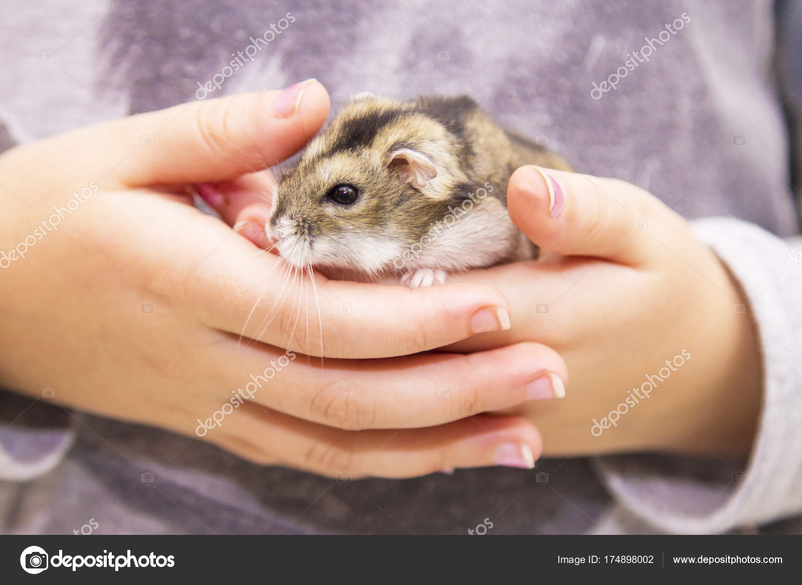 Criceto peloso ragazze