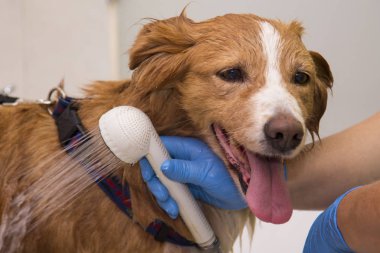 belgili tanımlık köpek Kuaför Salonu içinde banyo