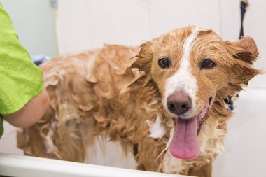 belgili tanımlık köpek Kuaför Salonu içinde banyo