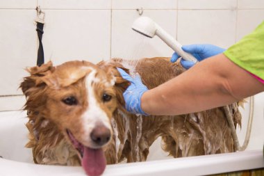 kenar kömür ocağı köpek küvette banyo