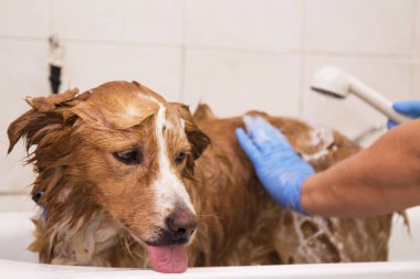 kenar kömür ocağı köpek küvette banyo