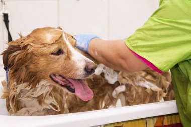 kenar kömür ocağı köpek küvette banyo