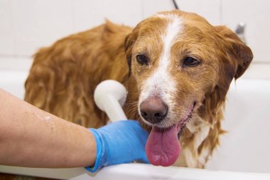 kenar kömür ocağı köpek küvette banyo