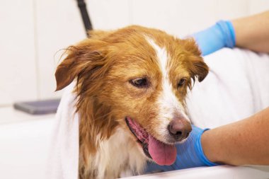 köpek havlu ile kurutma