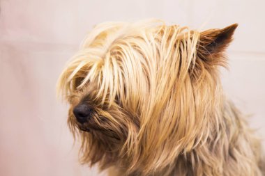  küçük yorkshire köpek portre