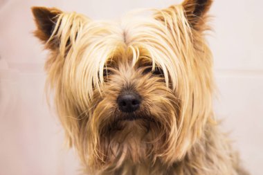  küçük yorkshire köpek portre