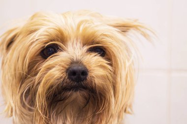 küçük yorkshire portresi