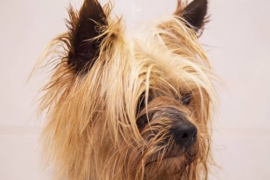 küçük yorkshire portresi