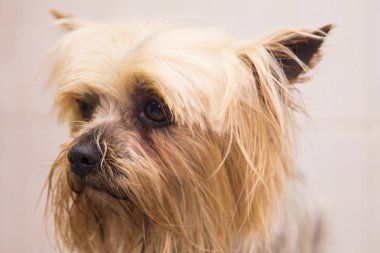 küçük yorkshire portresi