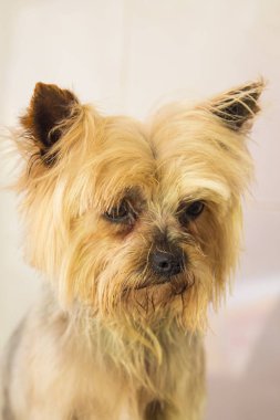 küçük yorkshire portresi