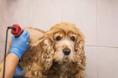 köpek cocker spaniel köpek Kuaför içinde