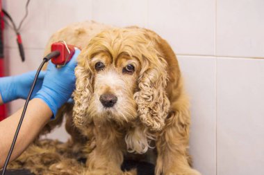 köpek cocker spaniel köpek Kuaför içinde
