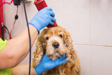 cocker spaniel köpek Kuaför, saç kesme