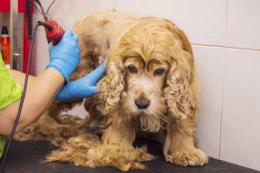 cocker spaniel köpek Kuaför, saç kesme