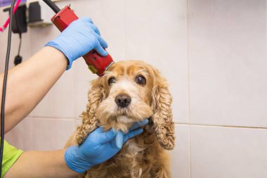 köpek cocker spaniel köpek Kuaför içinde