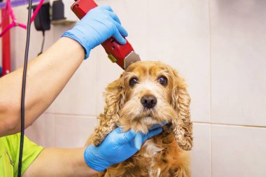 köpek cocker spaniel köpek Kuaför içinde