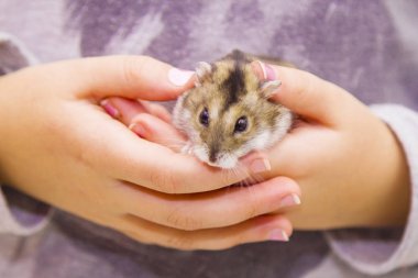 hamster elinde kızla