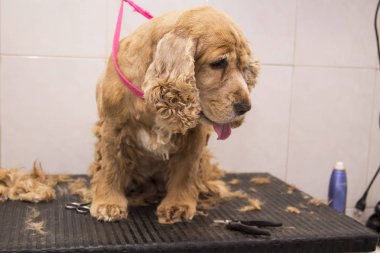 köpek cocker spaniel köpek Kuaför içinde