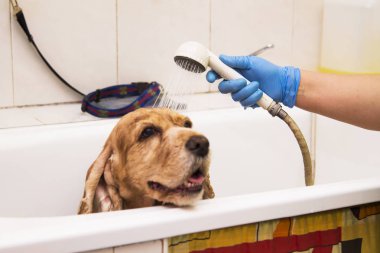köpek bir küvet içinde banyo