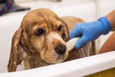 köpek bir küvet içinde banyo