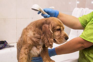 Kuaför köpek banyo içinde köpek yavru horoz İspanyol