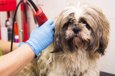 köpeğin saç kesme