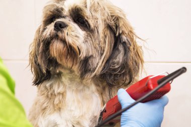 Çivi çiviyi söker Köpek Kuaförü kesme