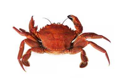 Deniz ürünleri, beyaz izole Yengeç