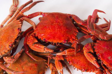 Deniz ürünleri, beyaz izole Yengeç