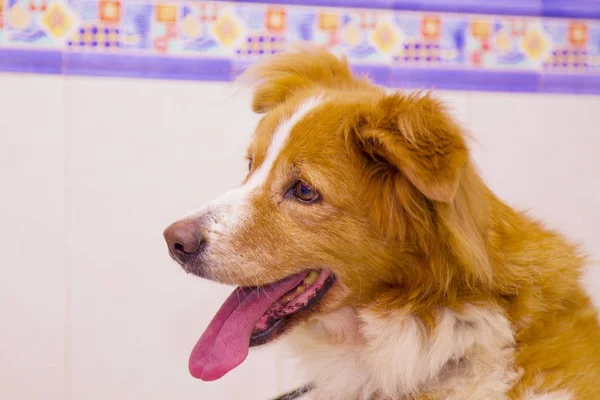 Kenar Kömür Ocağı Köpek Portre — Stok fotoğraf