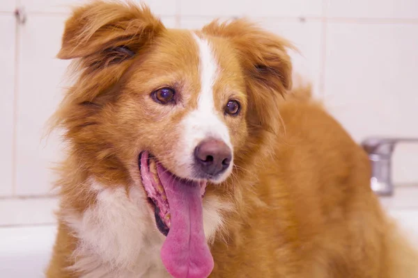 kenar kömür ocağı köpek portre