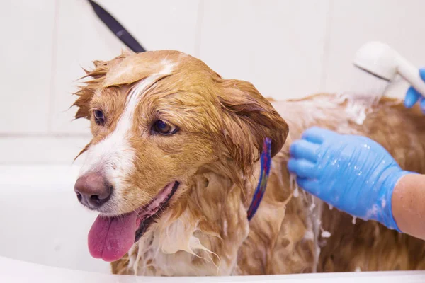 Baigner Chien Dans Salon Coiffure — Photo