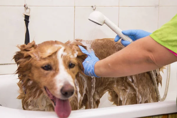 kenar kömür ocağı köpek küvette banyo