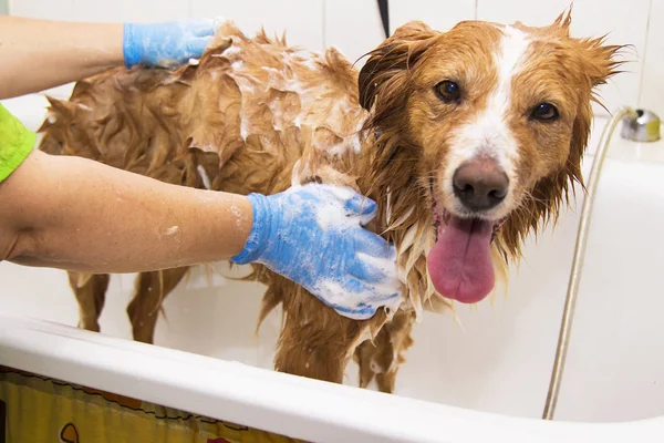 Kenar Kömür Ocağı Köpek Küvette Banyo — Stok fotoğraf