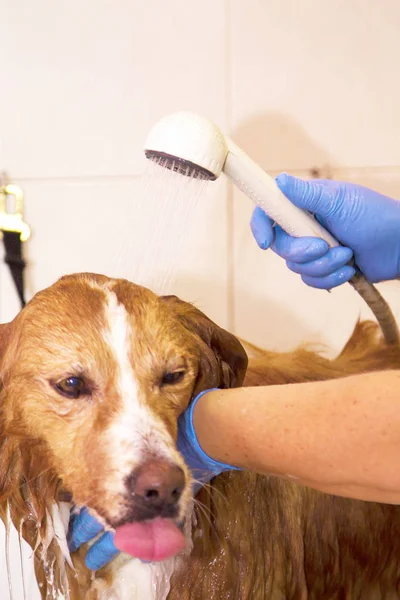 Bain Frontière Collie Chien Dans Baignoire — Photo