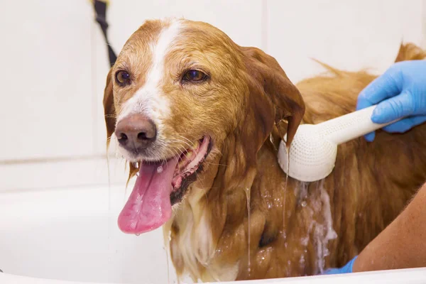 Bain Frontière Collie Chien Dans Baignoire — Photo