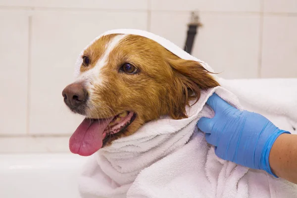 köpek havlu ile kurutma