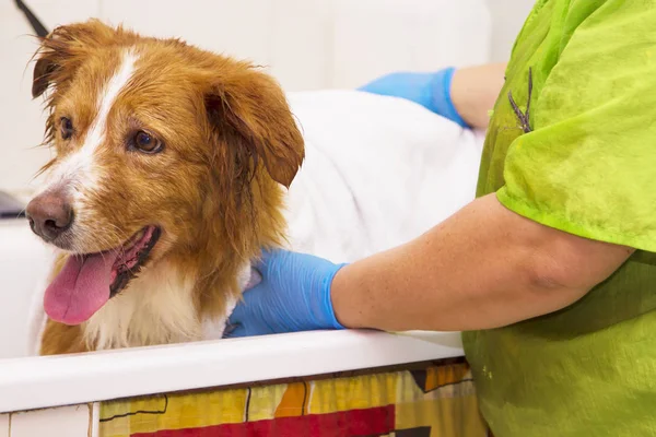 köpek havlu ile kurutma