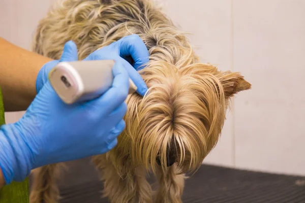 Couper Les Poils Chien Yorkshire Dans Salon Coiffure Canine — Photo